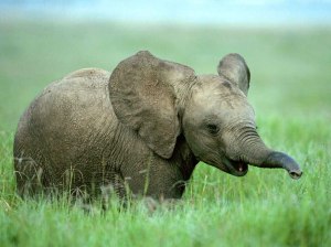 baby elephants are the best